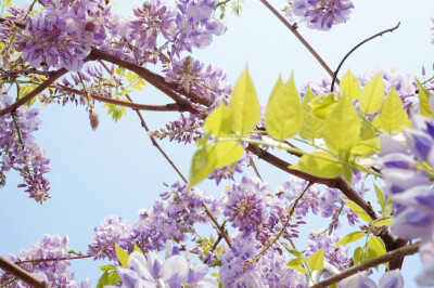 外婆家院子里的紫藤开花啦