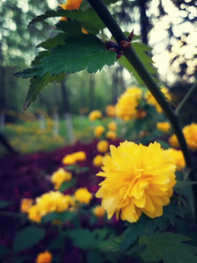 的确是迷恋这些花花草草，么的办法