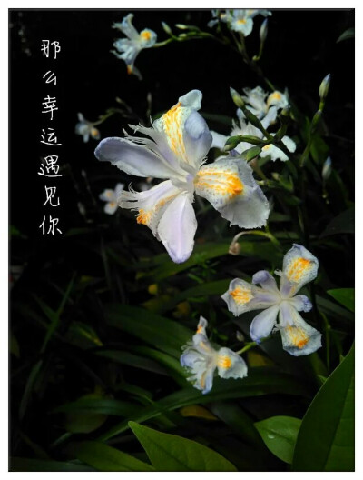 那么幸运遇见你