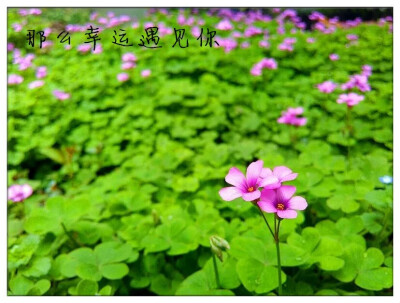 那么幸运遇见你