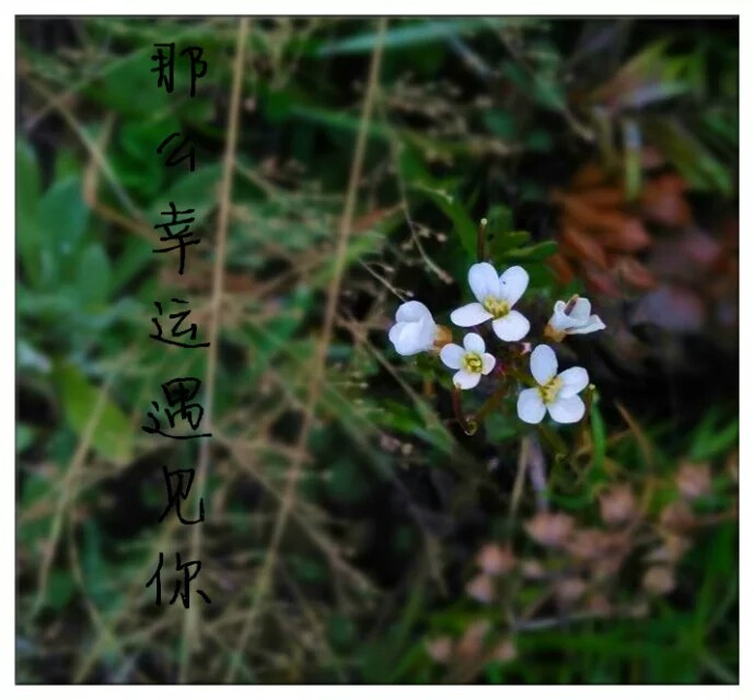 那么幸运遇见你