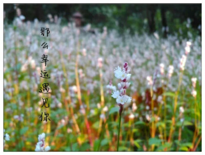 那么幸运遇见你