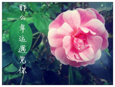 那么幸运遇见你