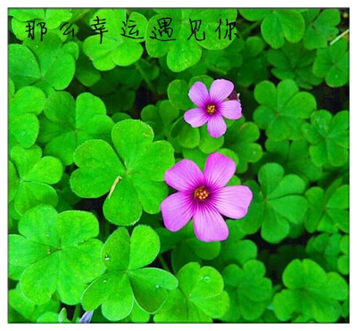 那么幸运遇见你