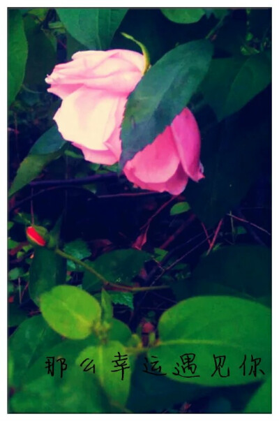 那么幸运遇见你