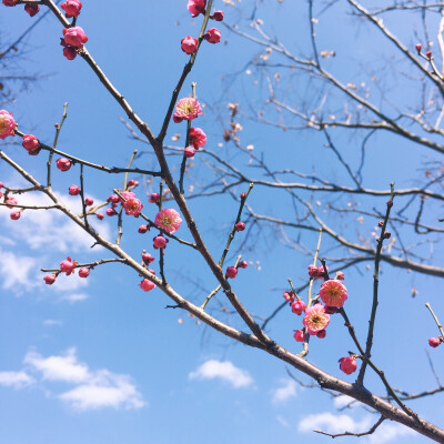 小区门口梅花