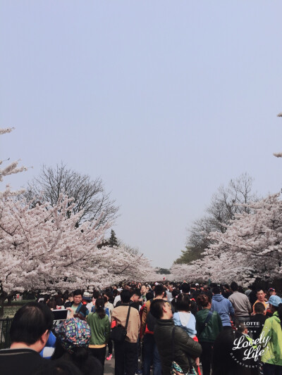 2015.04.10 中山公园 · 樱 