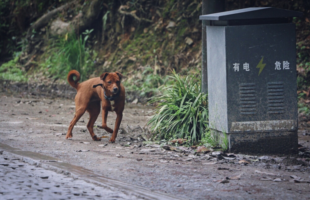 危险，快跑！哈哈哈