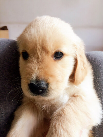 【和狗狗的十个约定】 ①请一定要仔细聆听我的话。 ②信赖我，就像我总是信赖你一样。 ③多和我一起游戏。 ④永远都不要忘记我。 ⑤不要吵架。 要是打架的话，一定是我胜利。 ⑥对我说话，我没有听到的话。一定是有…