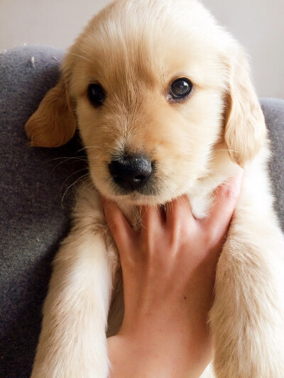 【和狗狗的十个约定】 ①请一定要仔细聆听我的话。 ②信赖我，就像我总是信赖你一样。 ③多和我一起游戏。 ④永远都不要忘记我。 ⑤不要吵架。 要是打架的话，一定是我胜利。 ⑥对我说话，我没有听到的话。一定是有…