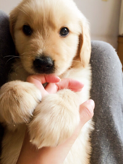 【和狗狗的十个约定】 ①请一定要仔细聆听我的话。 ②信赖我，就像我总是信赖你一样。 ③多和我一起游戏。 ④永远都不要忘记我。 ⑤不要吵架。 要是打架的话，一定是我胜利。 ⑥对我说话，我没有听到的话。一定是有…