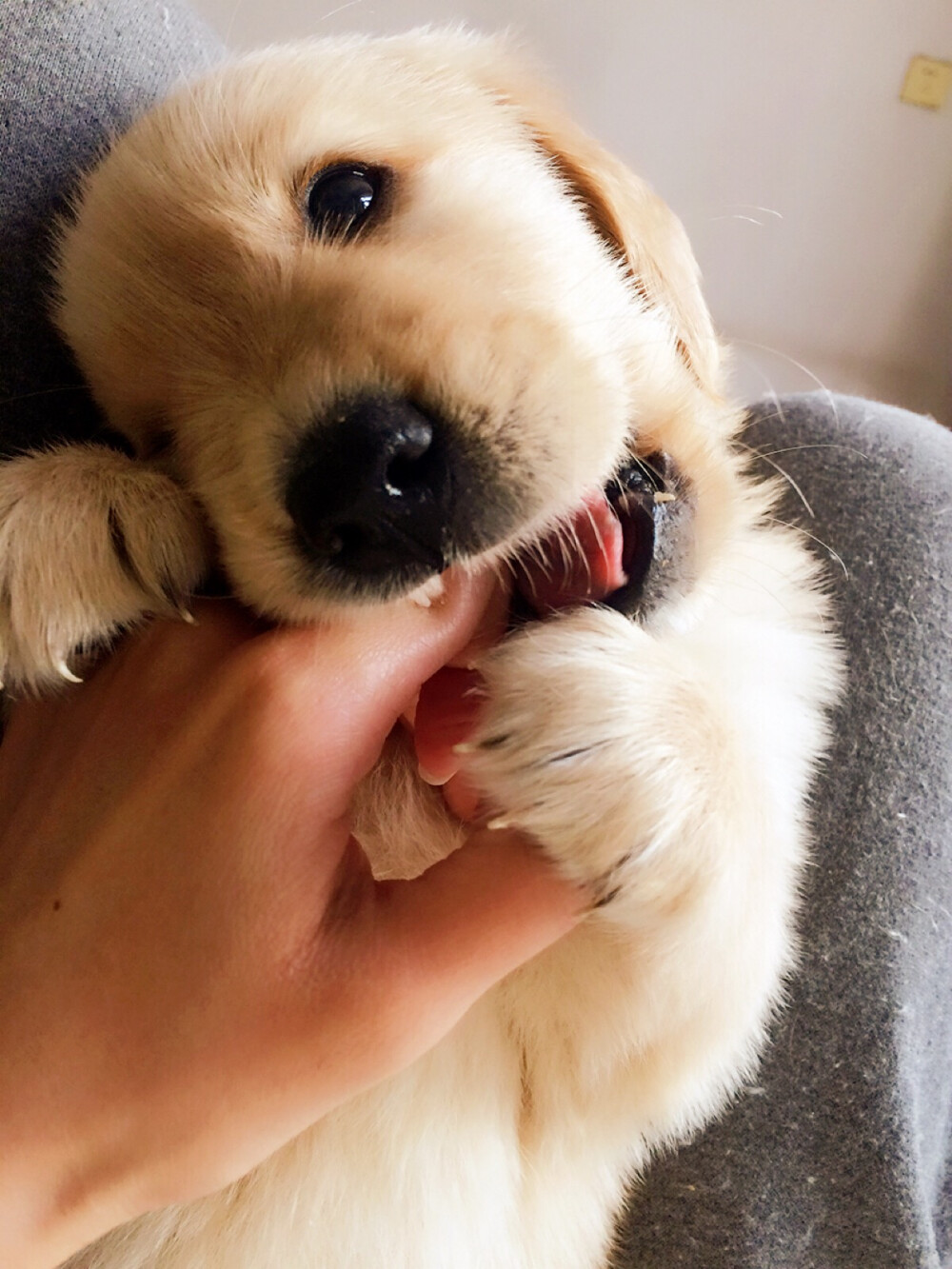 【和狗狗的十个约定】 ①请一定要仔细聆听我的话。 ②信赖我，就像我总是信赖你一样。 ③多和我一起游戏。 ④永远都不要忘记我。 ⑤不要吵架。 要是打架的话，一定是我胜利。 ⑥对我说话，我没有听到的话。一定是有原因的。 ⑦你能去学校，还有朋友。可我。。。只有你! ⑧请和我做好朋友。 ⑨我的寿命只有10年左右，所以在一起生活的时间都很重要。 ⑩不要忘记和我在一起的事情，在我死去的时候，一定要在我身旁。