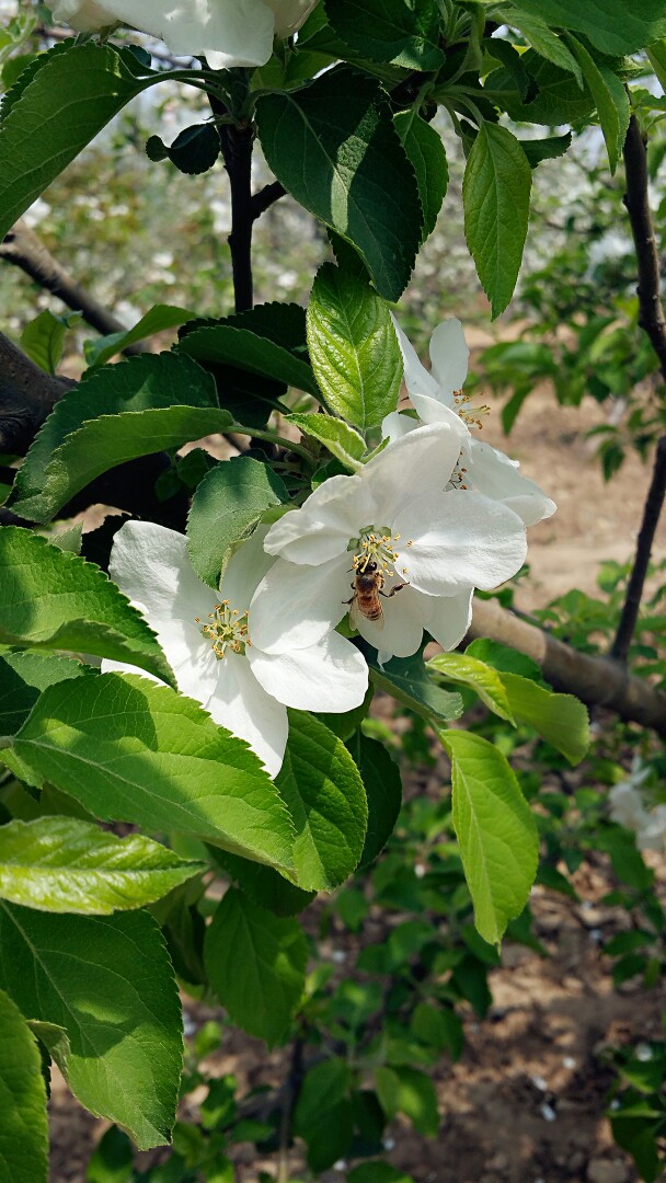 勤劳的小蜜蜂。