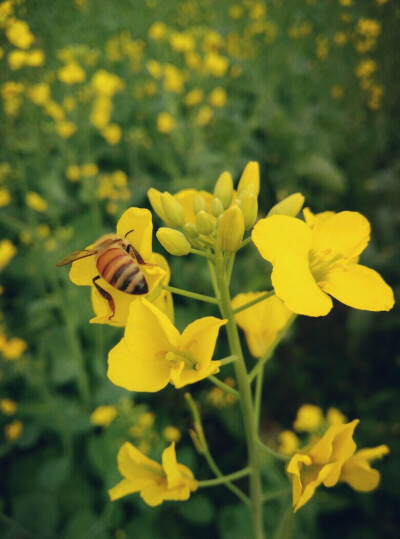 连滩 油菜花黄