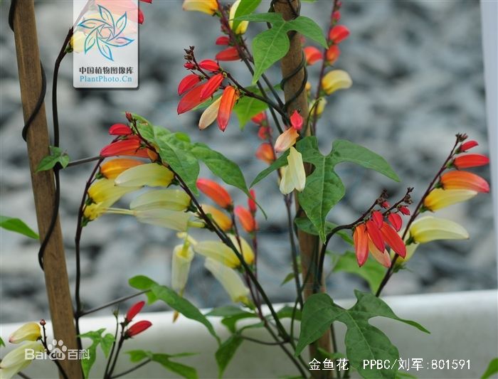 侵图请告，即删。 金鱼花（学名：Columnea gloriosa）Spanish Flag