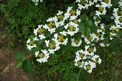 蝶花荚蒾 忍冬科荚蒾属 白色的是不孕花，中间黄色的才是可孕花，盛开时洁白一片十分醒目，样子虽美但实在不合做压花，有点像蝴蝶，但没有山桃草那么美，这个花仔细看就憨憨的…原产地江西南部、福建、湖南、广东中…