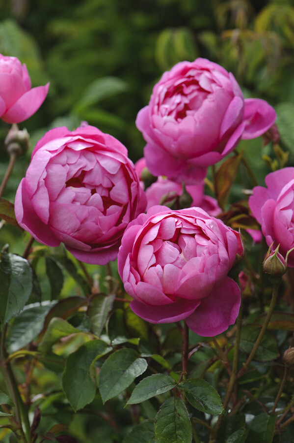 侵图请告，即删 皇家庆典（Royal Jubilee）植株高度150cm,宽度90cm，花朵多季节重复盛开，香味强