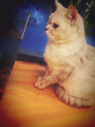 为这傲娇的眼神点赞