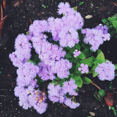 2016 4月 西溪湿地 花朝节