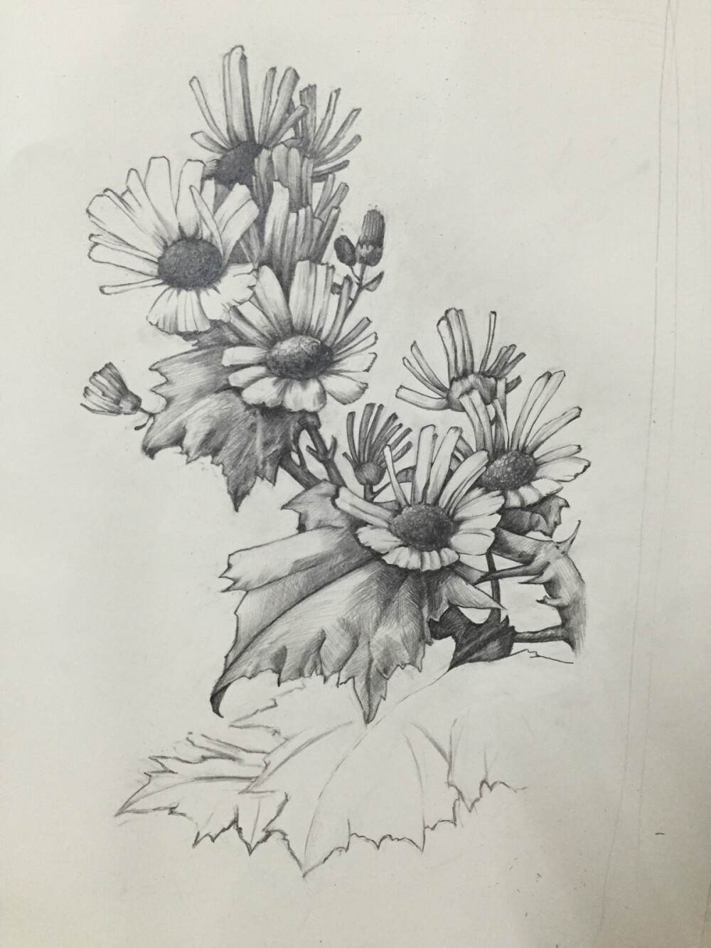 手绘素描花卉教程黑白画