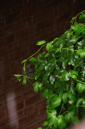 院子里的百香果抽新芽了，大雨中，夏天到了