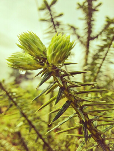 清明时节雨纷纷