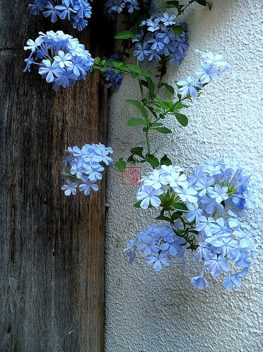 蓝雪花Ceratostigma plumbaginoides.别名：蓝花丹、蓝雪丹、蓝花矶松、蓝茉莉。原产于南非。地栽株高1～2m，盆栽35～50cm，幼苗时枝条直立，后期悬垂。花冠高脚碟状，浅蓝色或白色，花期7-9月，果期8-10月。叶色翠绿…