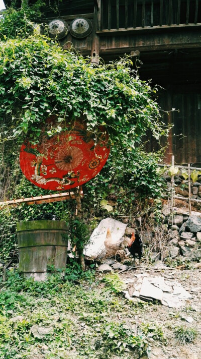 花伞与鸡