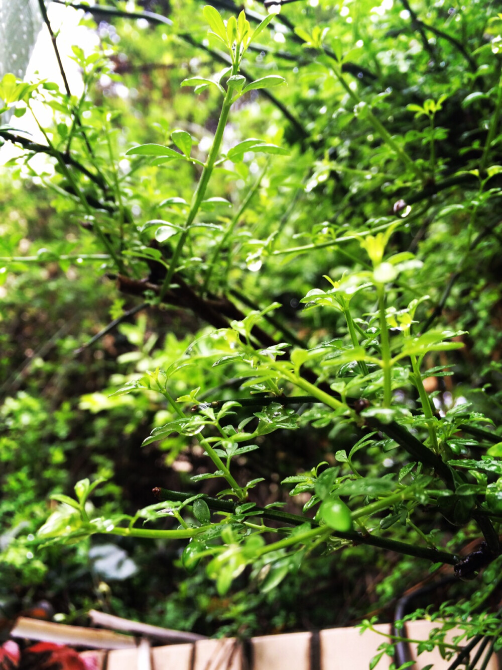 雨后露珠