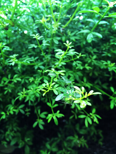 雨后露珠