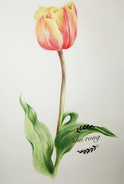 彩铅手绘，郁金香，幸福的意义，《花之绘》临摹
