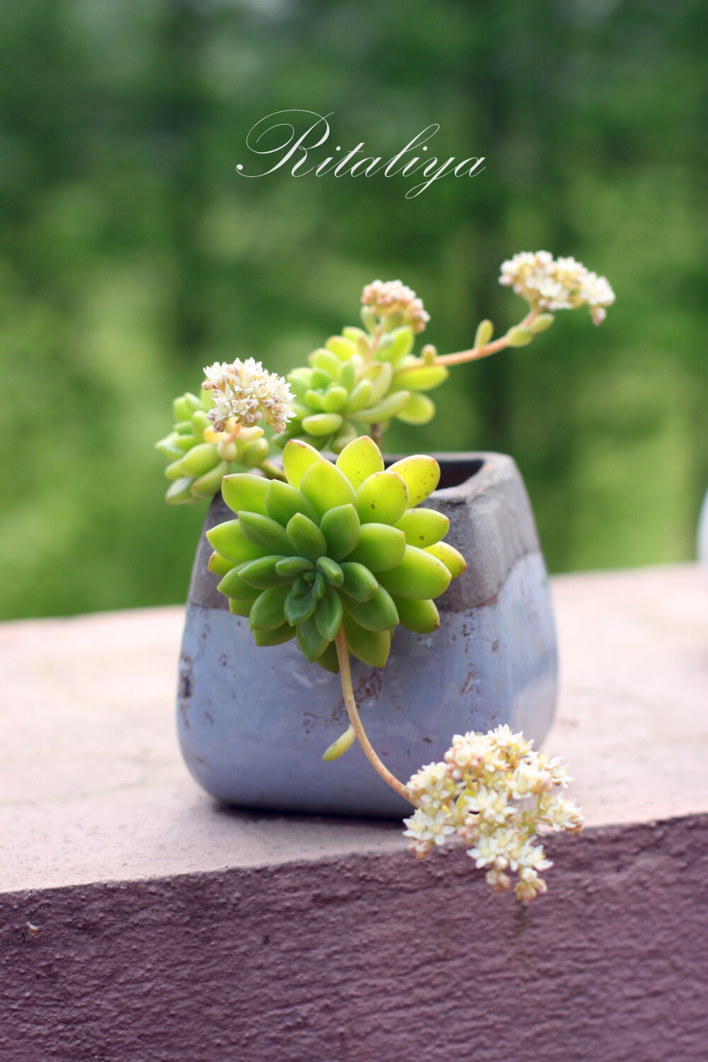 {.春萌.}又名蠢萌，开起花来，有几分仙气~多肉植物 肉肉 盆栽|||Ritaliya的植物小铺||https://item.taobao.com/item.htm?id=525294648402