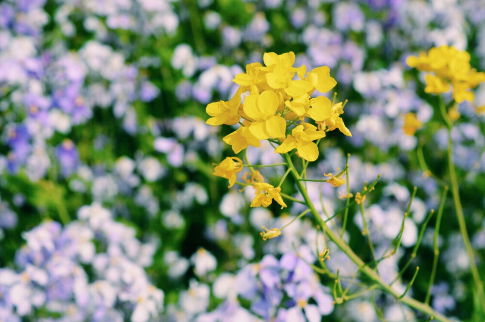 油菜花