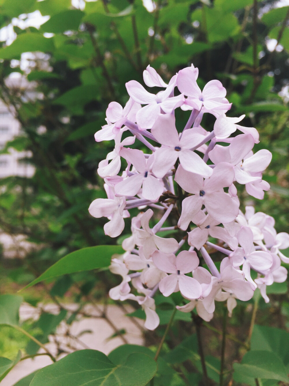 丁香花