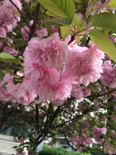 宿舍区的樱花