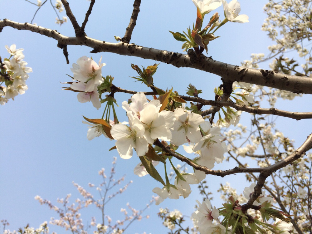 顾村公园的樱花