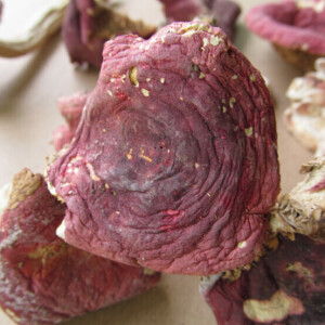 青川高山农民去原始森林采摘的纯野生红菌子，孕妇同样可以食用。