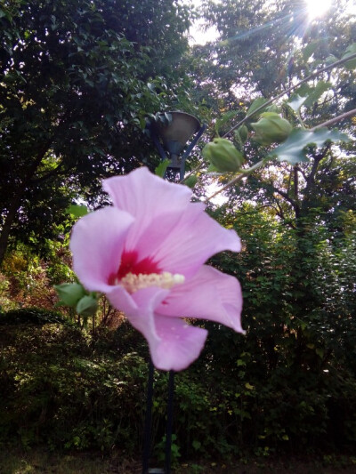 粉花单瓣木槿