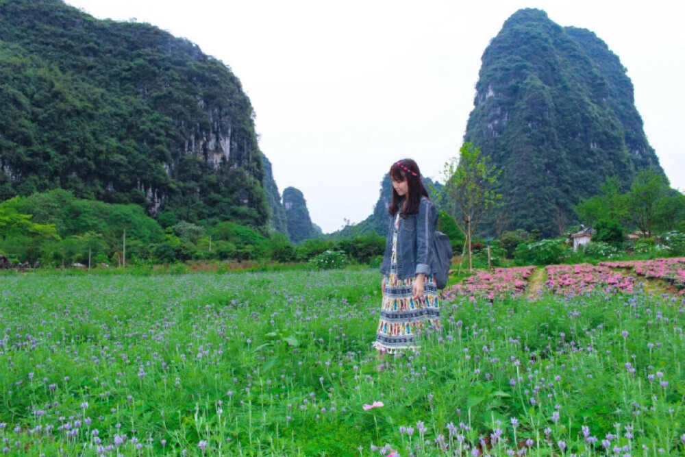 阳朔花海