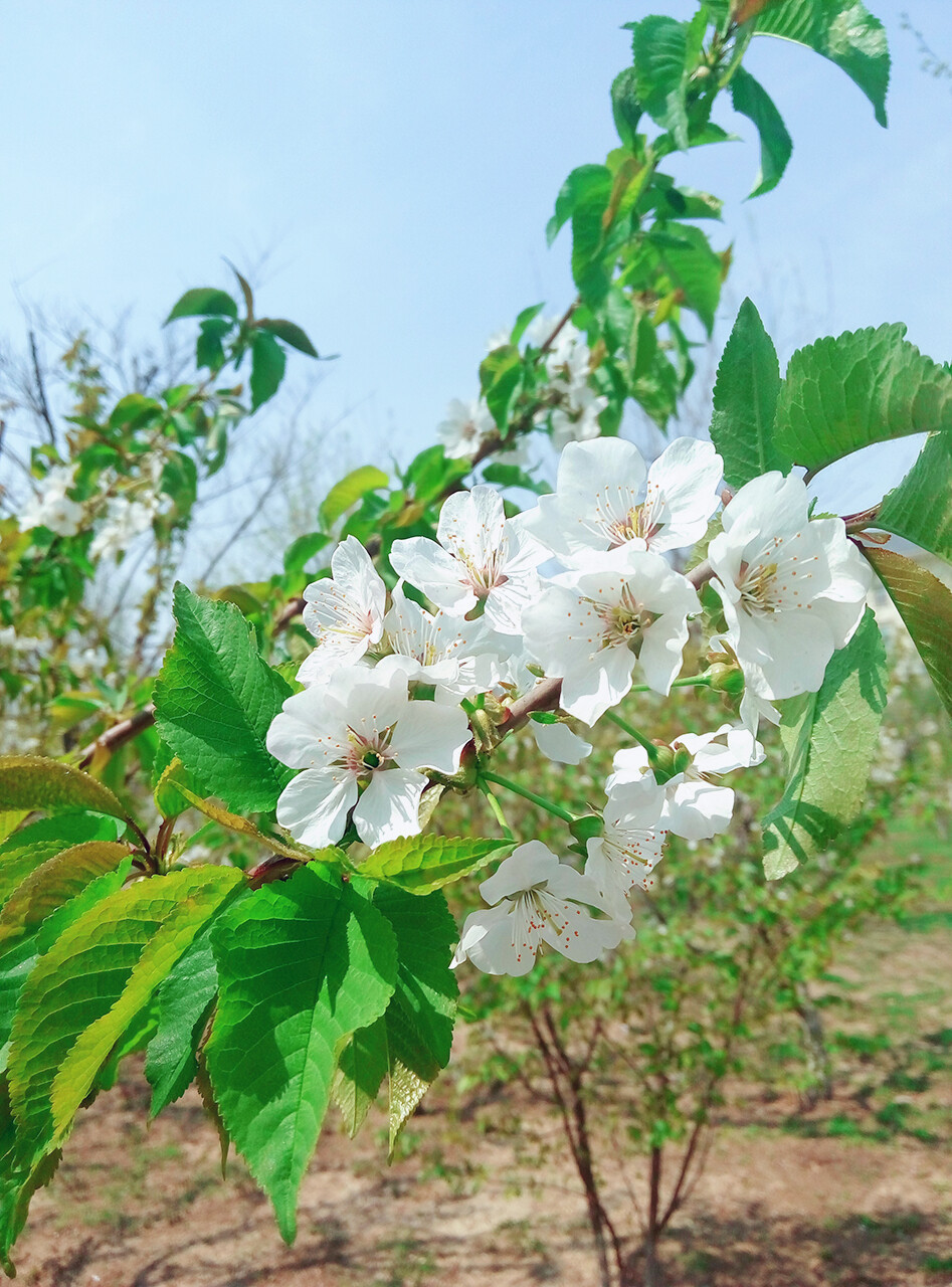 生活是一场又一场美好事物的 追逐
——安东尼 陪安东尼度过漫长岁月
