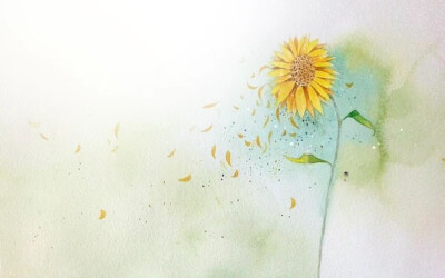 sunflower向日葵