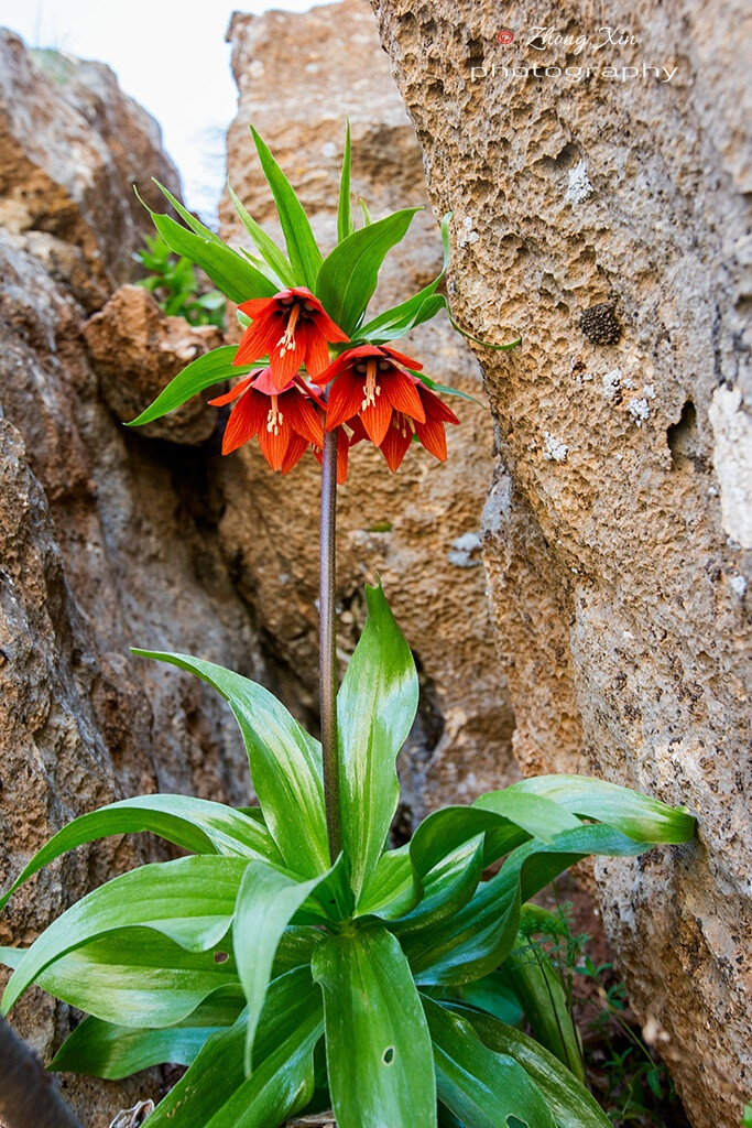 皇冠贝母 Fritillaria imperialis