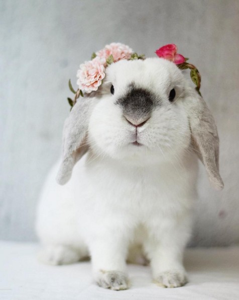 迷你垂耳兔exempel