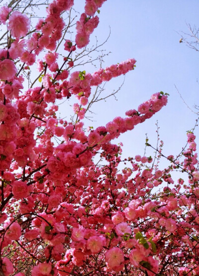 冬去春来，繁花绚烂