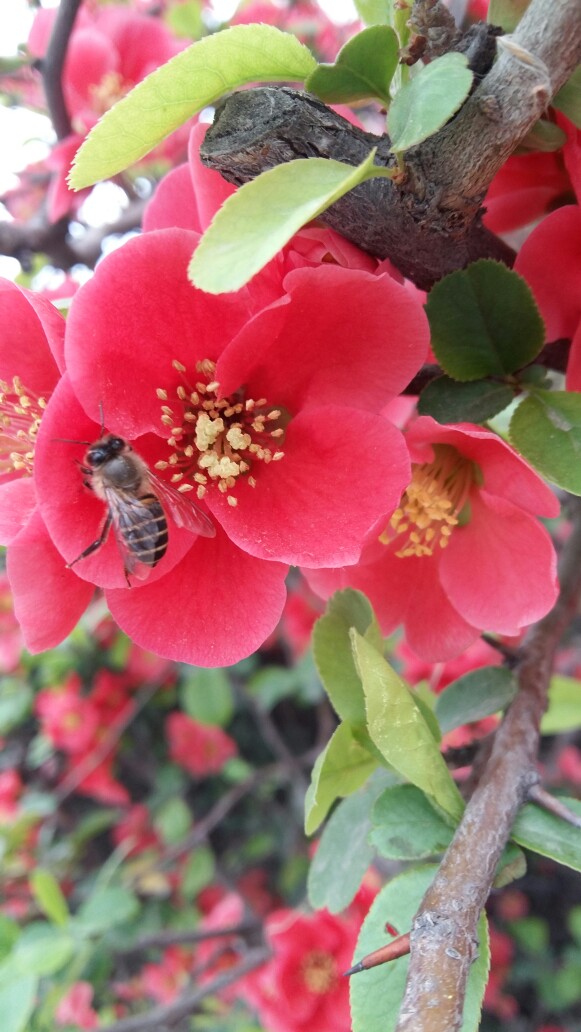 蜜蜂与海棠