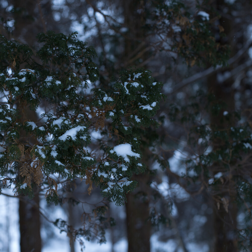 托着雪花