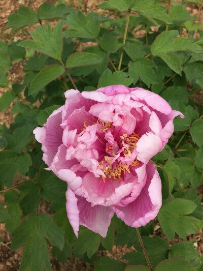 唯有牡丹真国色,花开时节动京城。