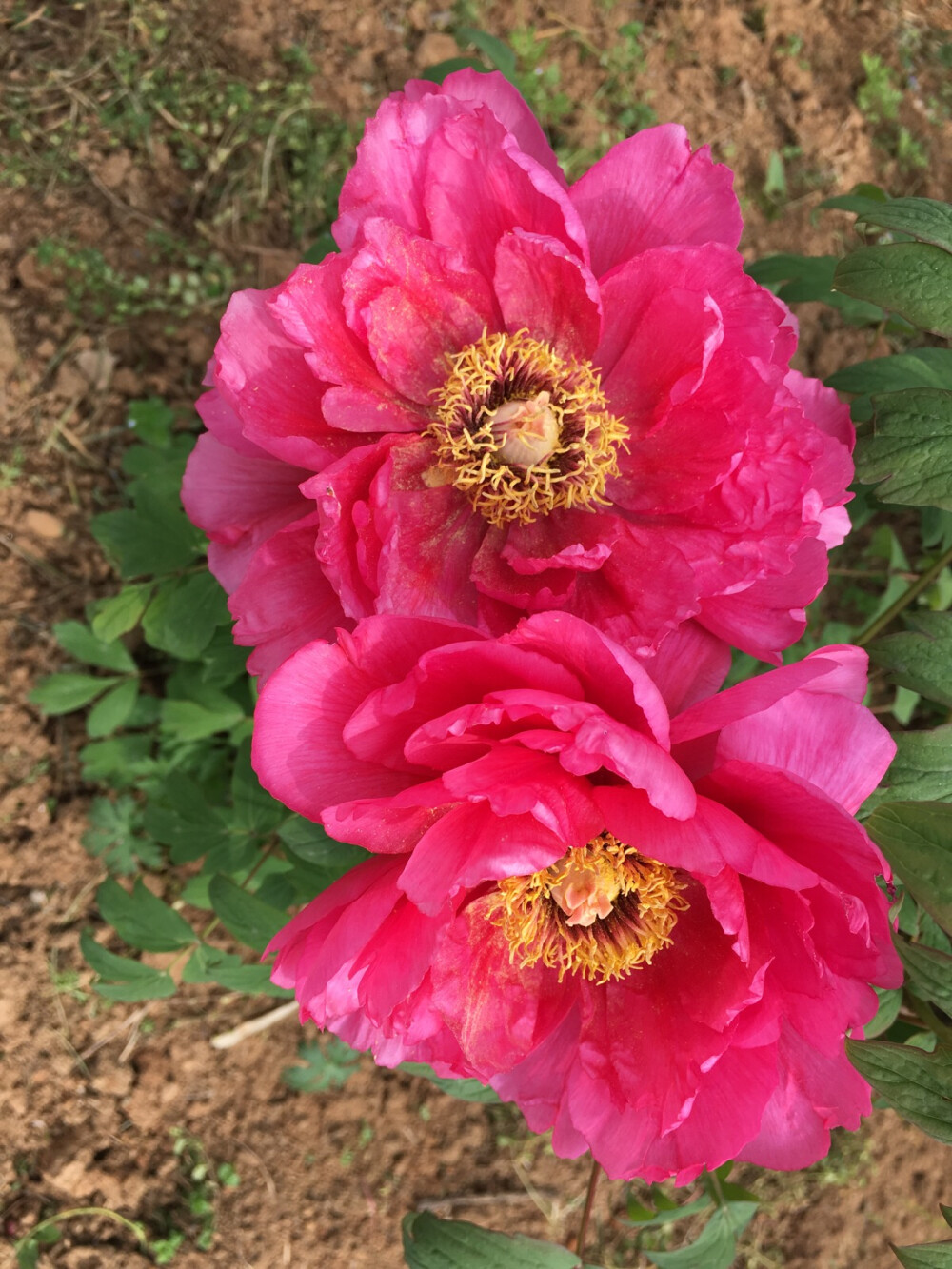 花开花落二十日，一城之人皆若狂。