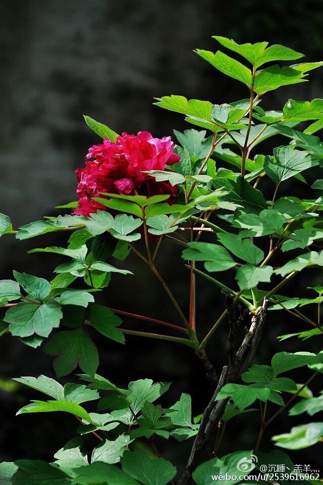 “落尽残红始吐芳，佳名唤作百花王。 竞夸天下无双艳，独立人间第一香” 留园的牡丹。