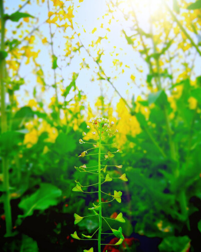 老家的阳春三月。背景是油菜花田。